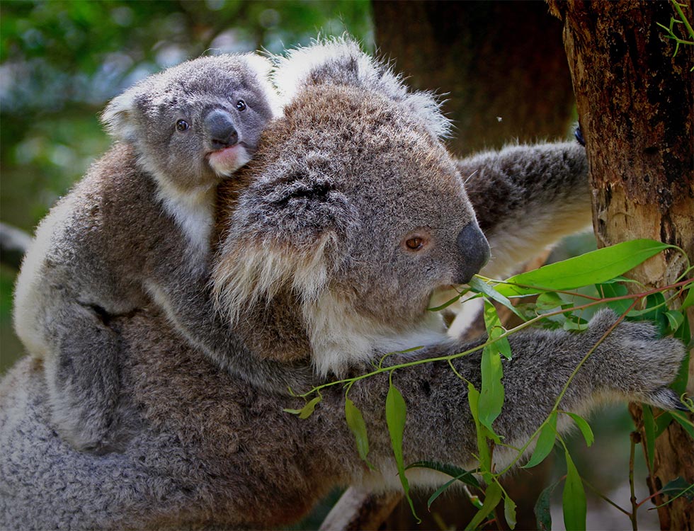 Koala im Baum