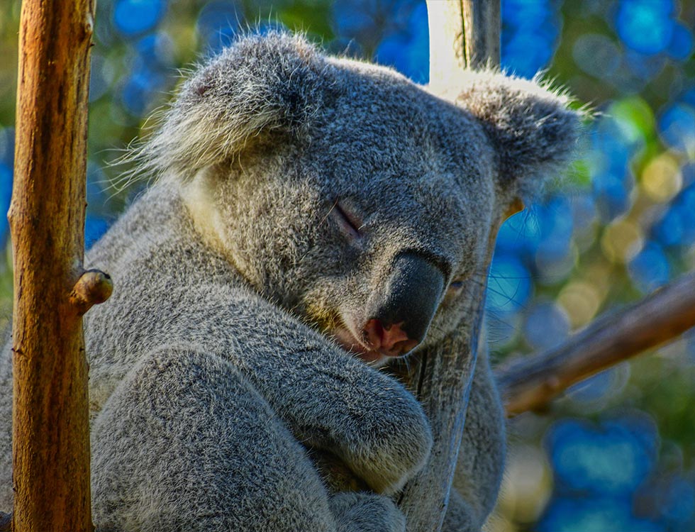 Koala-Galerie