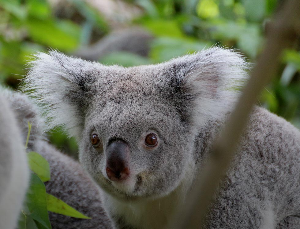 Koalas Weltreise