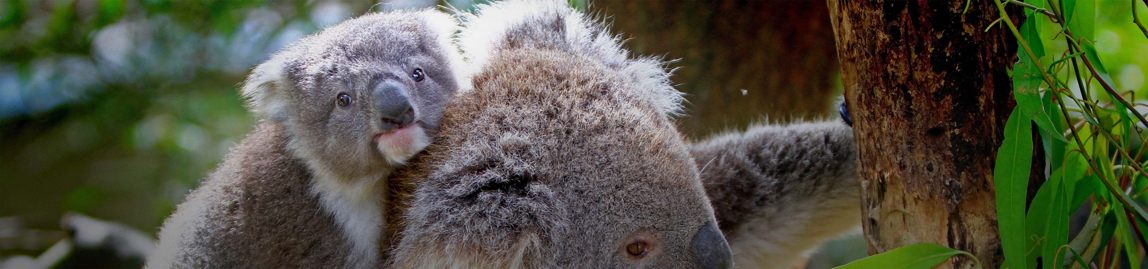 Koala im Baum