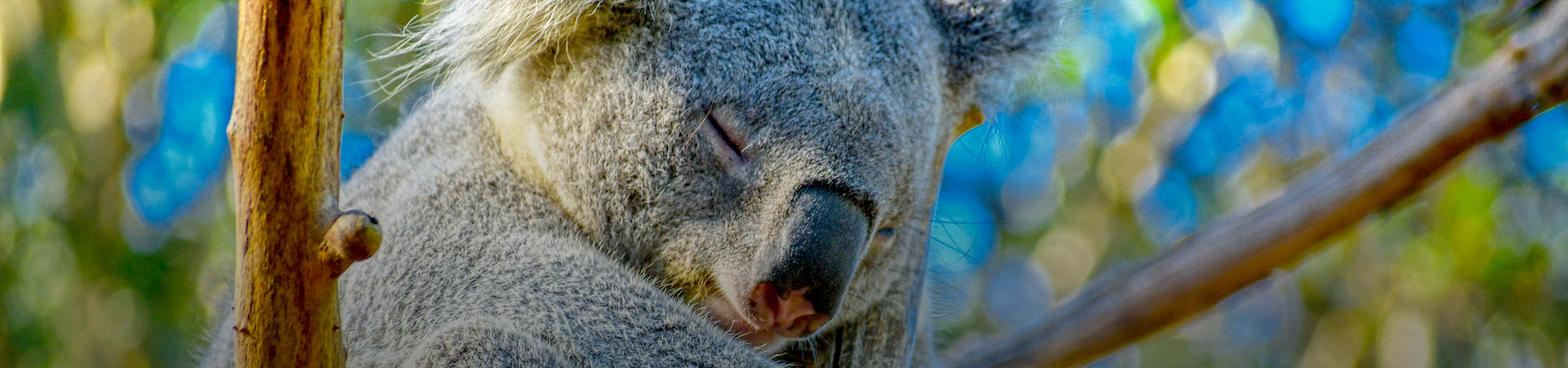 Koala-Galerie