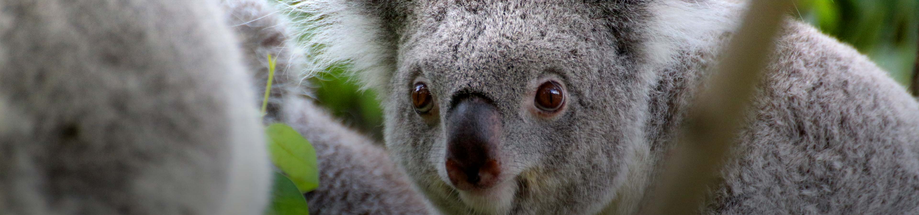 Koalas Weltreise